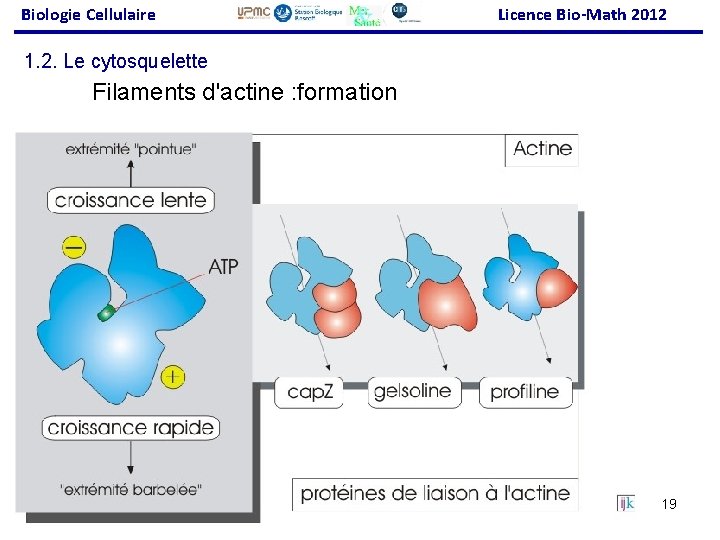 Biologie Cellulaire Licence Bio-Math 2012 1. 2. Le cytosquelette Filaments d'actine : formation 19