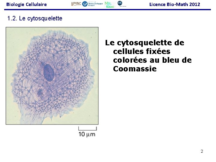 Biologie Cellulaire Licence Bio-Math 2012 1. 2. Le cytosquelette de cellules fixées colorées au