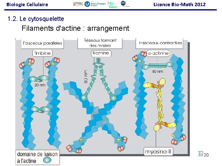 Biologie Cellulaire Licence Bio-Math 2012 1. 2. Le cytosquelette Filaments d'actine : arrangement 20