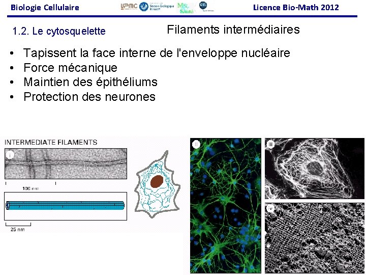 Biologie Cellulaire 1. 2. Le cytosquelette • • Licence Bio-Math 2012 Filaments intermédiaires Tapissent