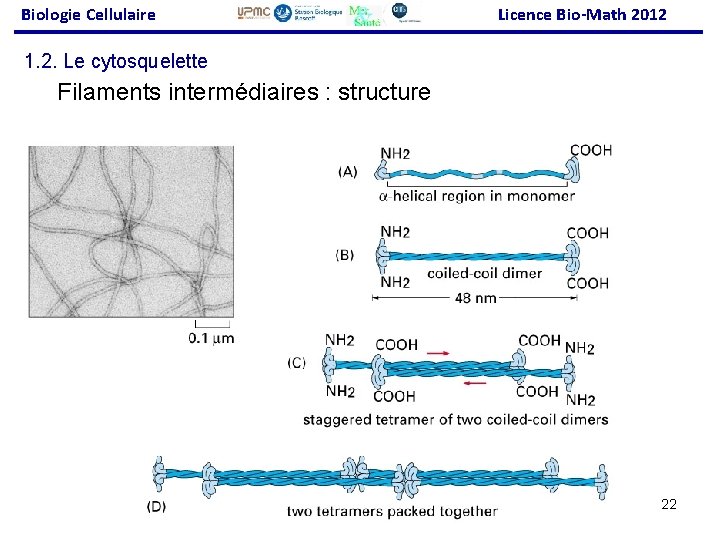 Biologie Cellulaire Licence Bio-Math 2012 1. 2. Le cytosquelette Filaments intermédiaires : structure 22