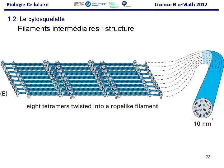 Biologie Cellulaire Licence Bio-Math 2012 1. 2. Le cytosquelette Filaments intermédiaires : structure 23