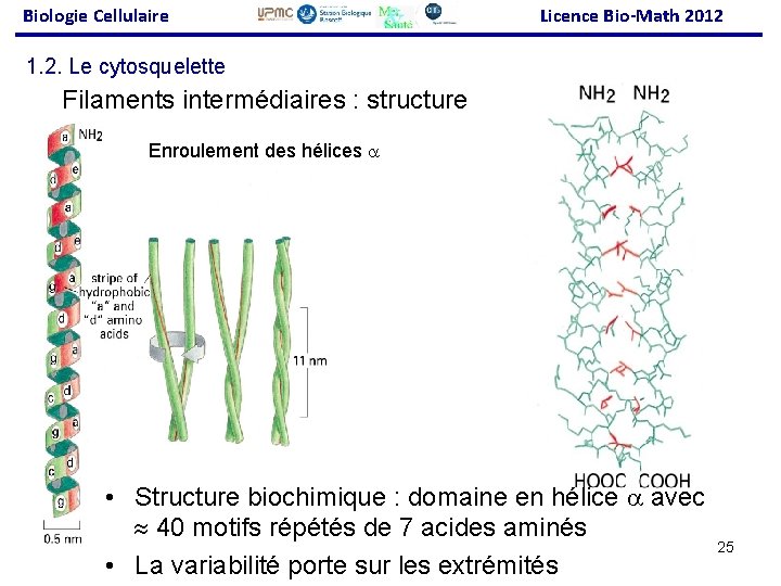 Biologie Cellulaire Licence Bio-Math 2012 1. 2. Le cytosquelette Filaments intermédiaires : structure Enroulement