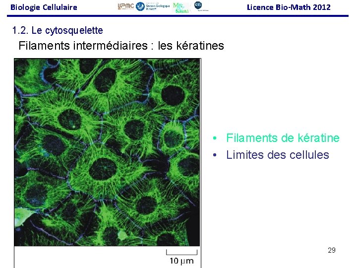 Biologie Cellulaire Licence Bio-Math 2012 1. 2. Le cytosquelette Filaments intermédiaires : les kératines
