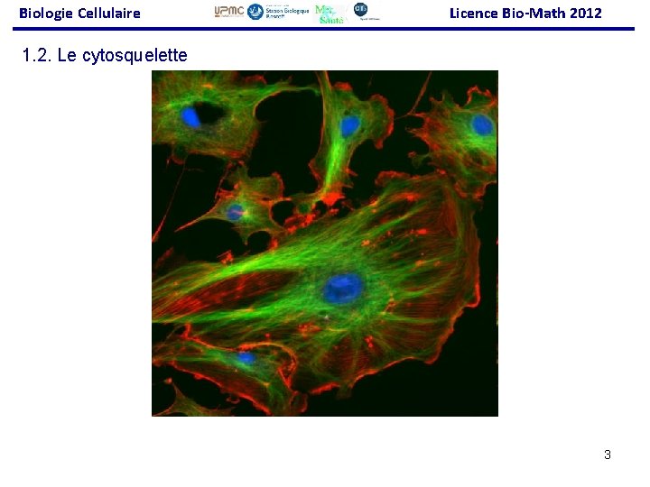 Biologie Cellulaire Licence Bio-Math 2012 1. 2. Le cytosquelette 3 