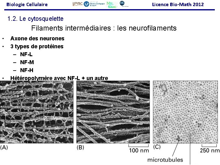 Biologie Cellulaire Licence Bio-Math 2012 1. 2. Le cytosquelette Filaments intermédiaires : les neurofilaments