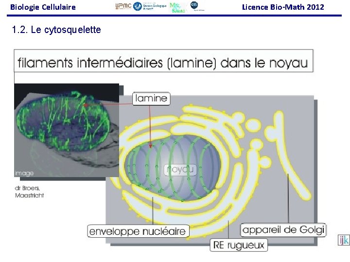 Biologie Cellulaire Licence Bio-Math 2012 1. 2. Le cytosquelette 32 