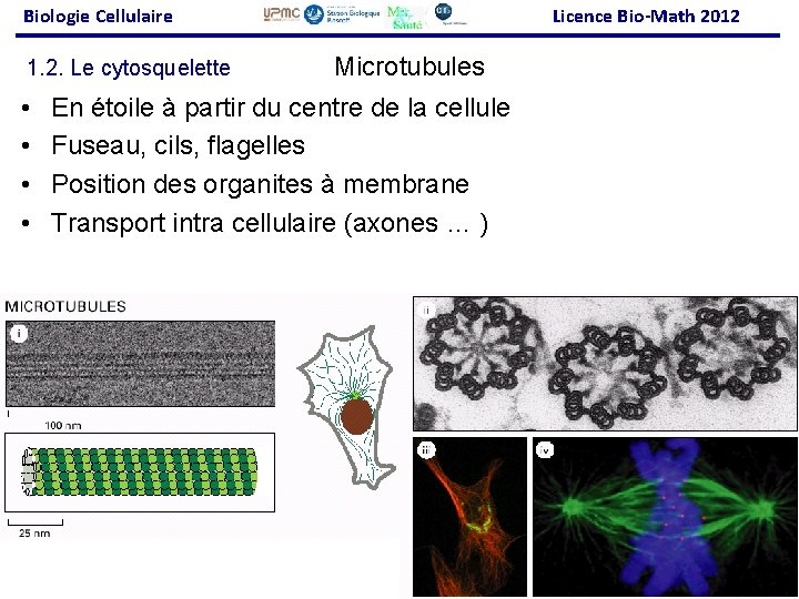 Biologie Cellulaire 1. 2. Le cytosquelette • • Licence Bio-Math 2012 Microtubules En étoile