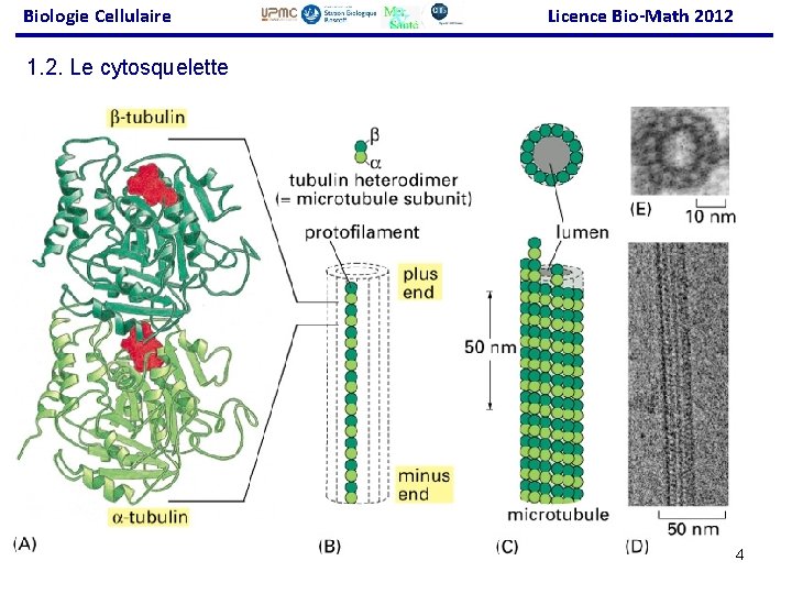 Biologie Cellulaire Licence Bio-Math 2012 1. 2. Le cytosquelette 34 