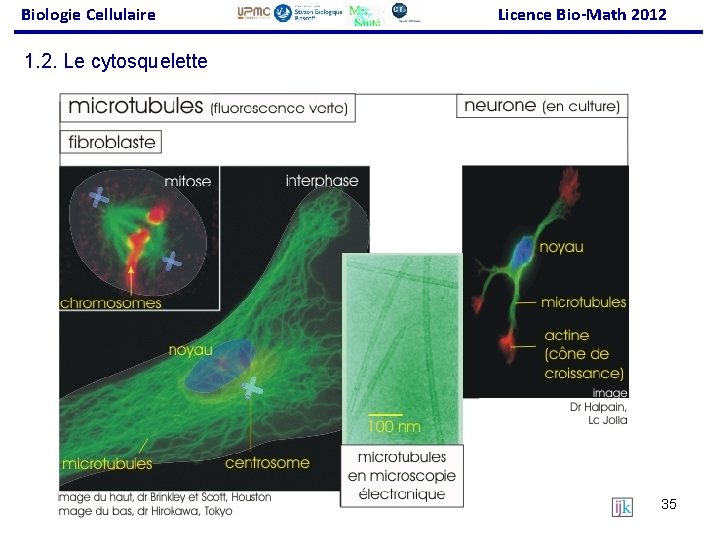 Biologie Cellulaire Licence Bio-Math 2012 1. 2. Le cytosquelette 35 