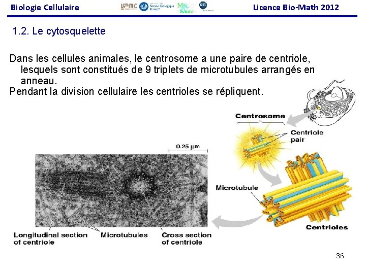Biologie Cellulaire Licence Bio-Math 2012 1. 2. Le cytosquelette Dans les cellules animales, le