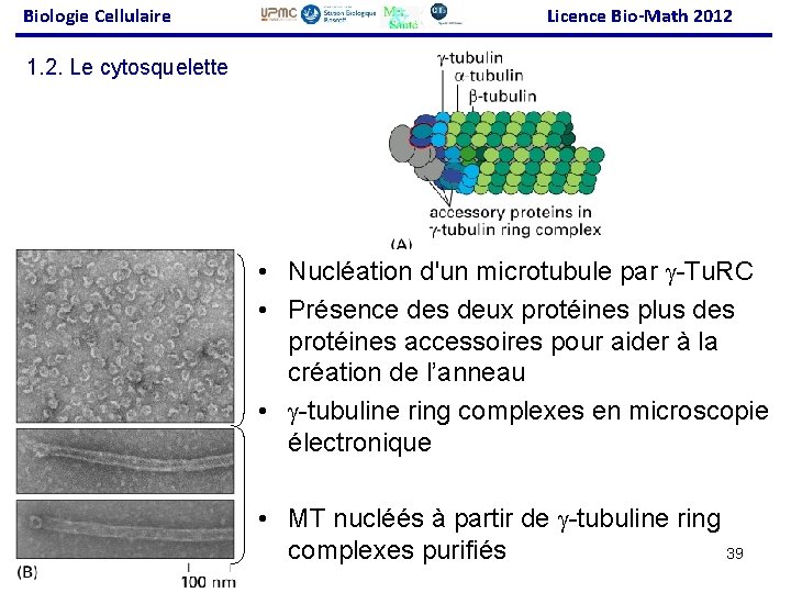 Biologie Cellulaire Licence Bio-Math 2012 1. 2. Le cytosquelette • Nucléation d'un microtubule par
