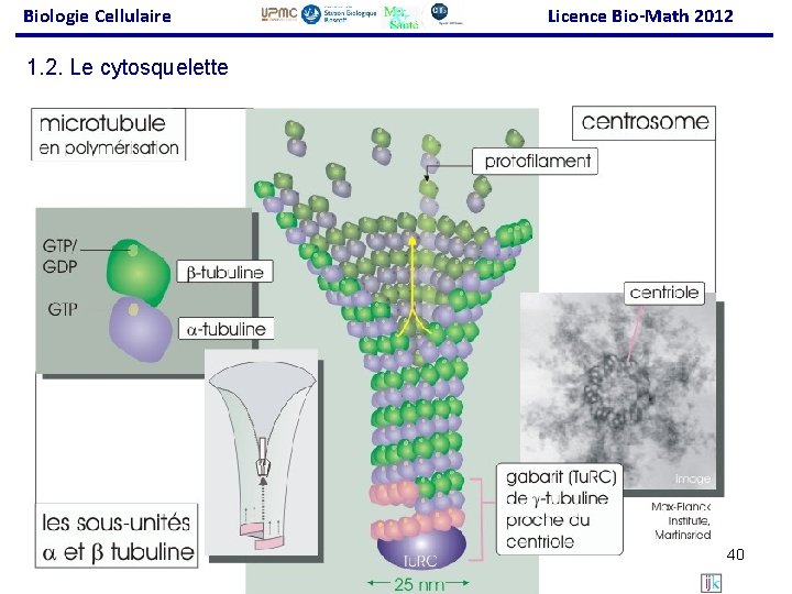 Biologie Cellulaire Licence Bio-Math 2012 1. 2. Le cytosquelette 40 