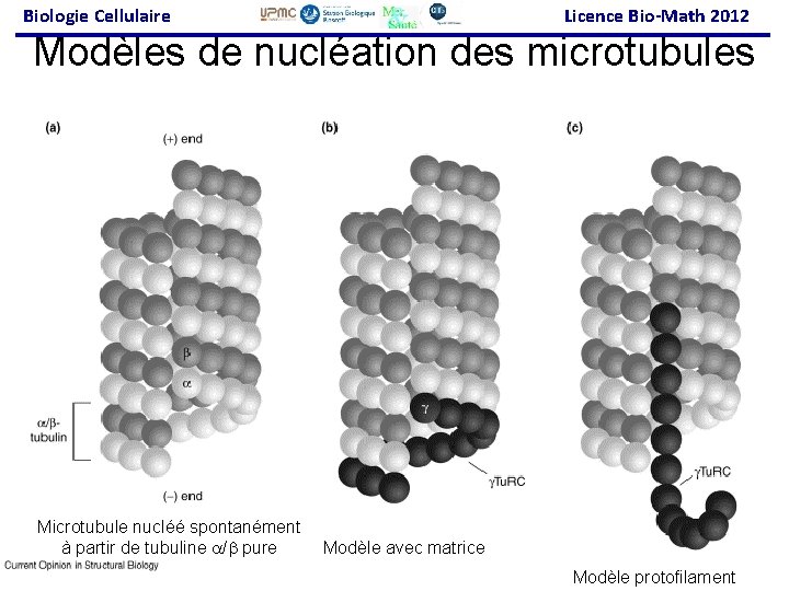 Biologie Cellulaire Licence Bio-Math 2012 Modèles de nucléation des microtubules Moritz, M 2001(fig 1