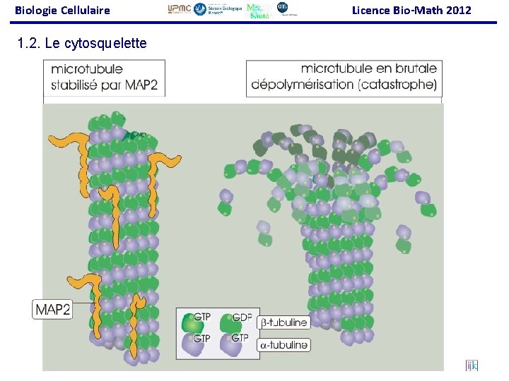 Biologie Cellulaire Licence Bio-Math 2012 1. 2. Le cytosquelette 42 