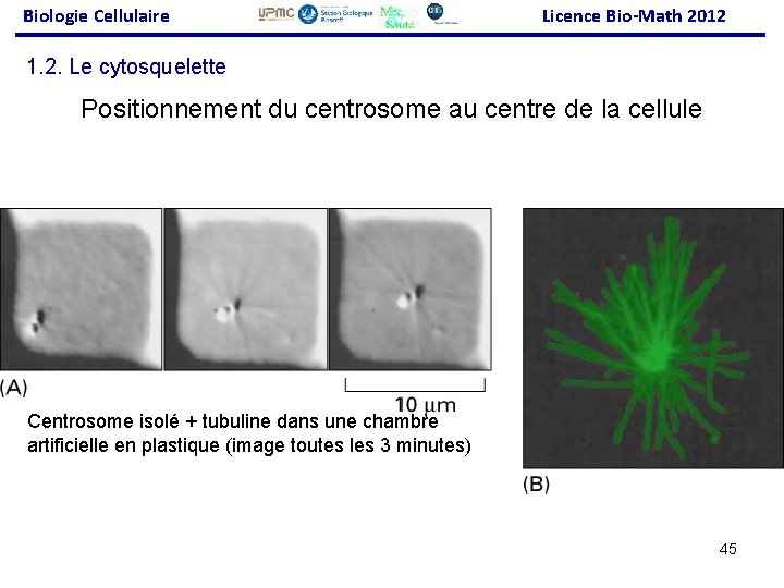 Biologie Cellulaire Licence Bio-Math 2012 1. 2. Le cytosquelette Positionnement du centrosome au centre