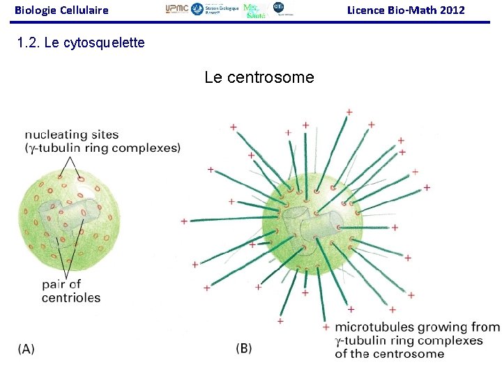 Biologie Cellulaire Licence Bio-Math 2012 1. 2. Le cytosquelette Le centrosome Fig 16 -23