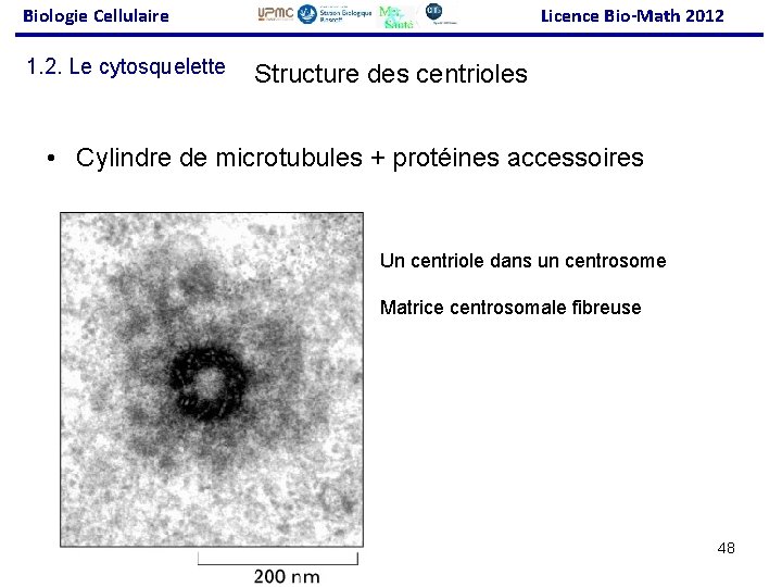 Biologie Cellulaire 1. 2. Le cytosquelette Licence Bio-Math 2012 Structure des centrioles • Cylindre