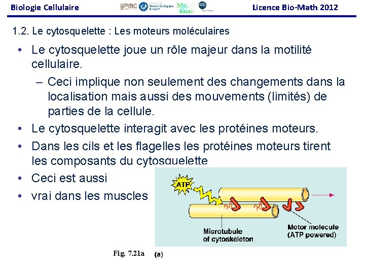 Biologie Cellulaire Licence Bio-Math 2012 1. 2. Le cytosquelette : Les moteurs moléculaires •