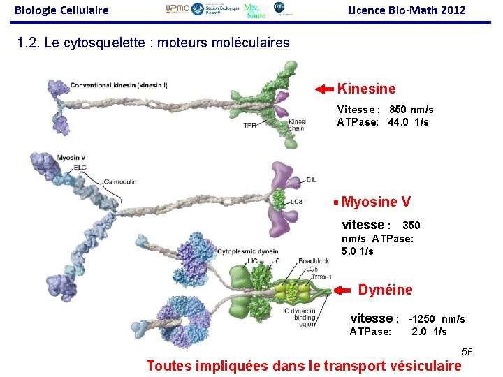 Biologie Cellulaire Licence Bio-Math 2012 1. 2. Le cytosquelette : moteurs moléculaires Kinesine Vitesse