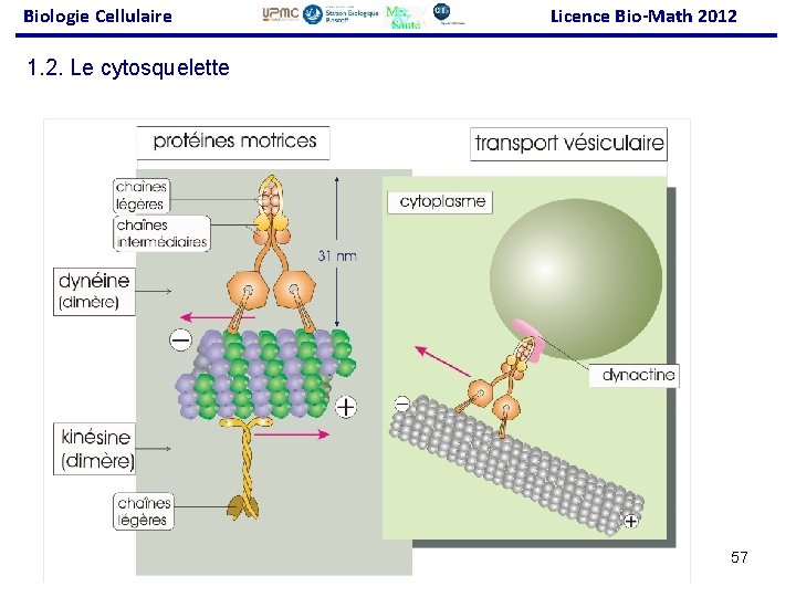 Biologie Cellulaire Licence Bio-Math 2012 1. 2. Le cytosquelette 57 