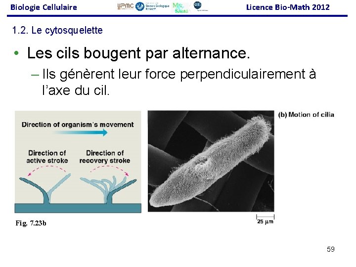 Biologie Cellulaire Licence Bio-Math 2012 1. 2. Le cytosquelette • Les cils bougent par