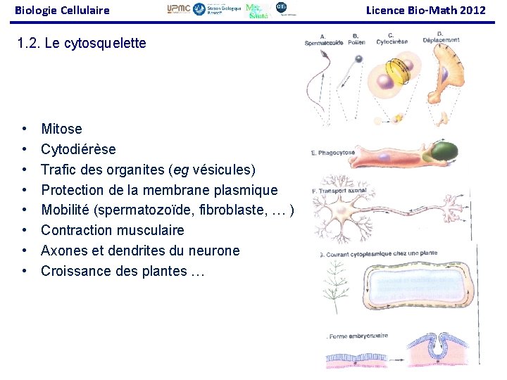 Biologie Cellulaire Licence Bio-Math 2012 1. 2. Le cytosquelette • • Mitose Cytodiérèse Trafic