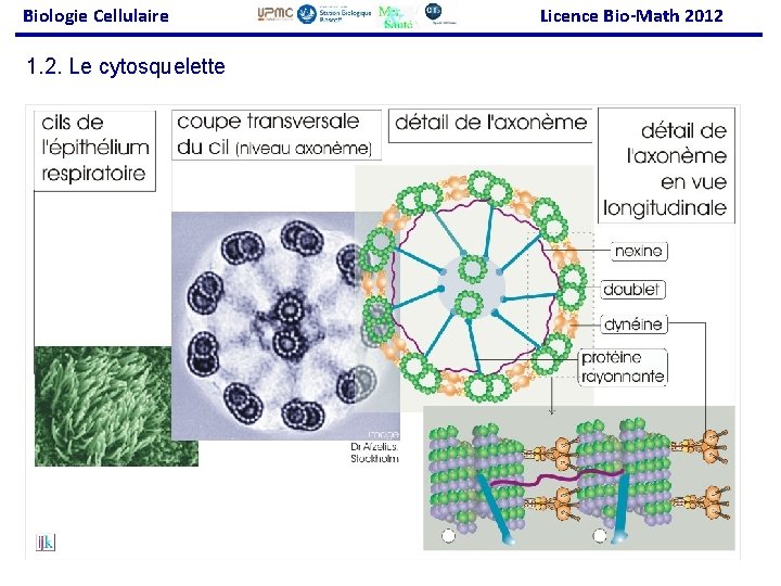 Biologie Cellulaire Licence Bio-Math 2012 1. 2. Le cytosquelette 62 