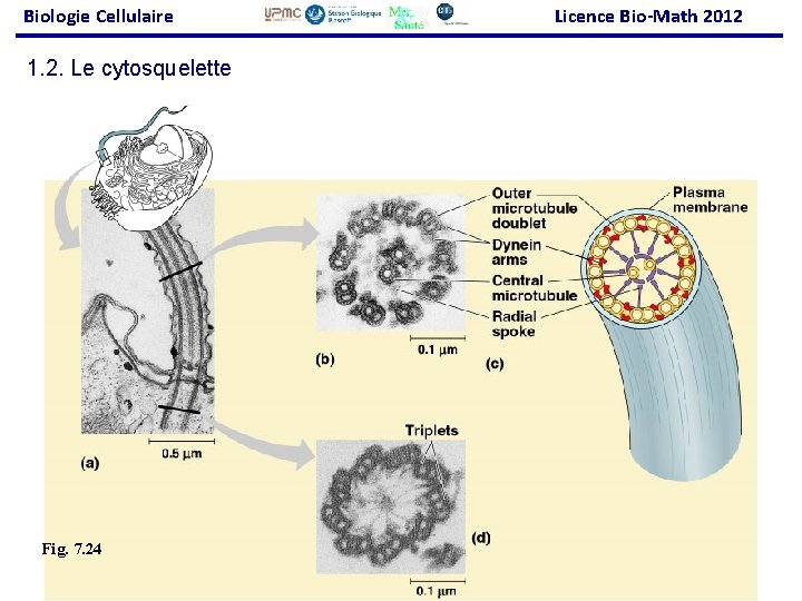 Biologie Cellulaire Licence Bio-Math 2012 1. 2. Le cytosquelette Fig. 7. 24 63 