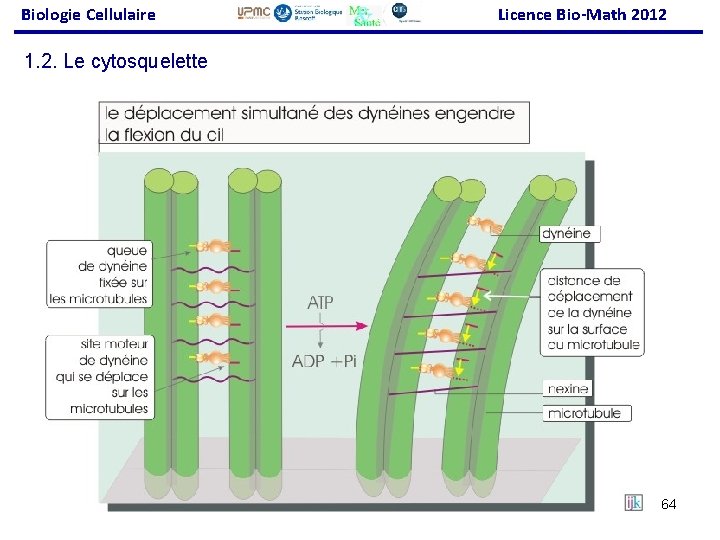 Biologie Cellulaire Licence Bio-Math 2012 1. 2. Le cytosquelette 64 