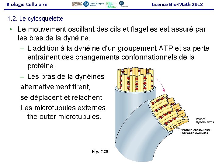 Biologie Cellulaire Licence Bio-Math 2012 1. 2. Le cytosquelette • Le mouvement oscillant des