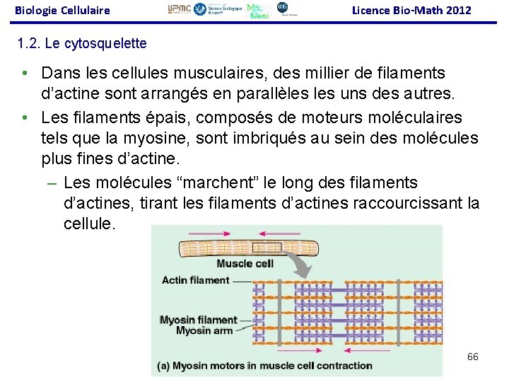 Biologie Cellulaire Licence Bio-Math 2012 1. 2. Le cytosquelette • Dans les cellules musculaires,