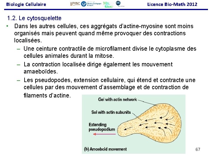Biologie Cellulaire Licence Bio-Math 2012 1. 2. Le cytosquelette • Dans les autres cellules,