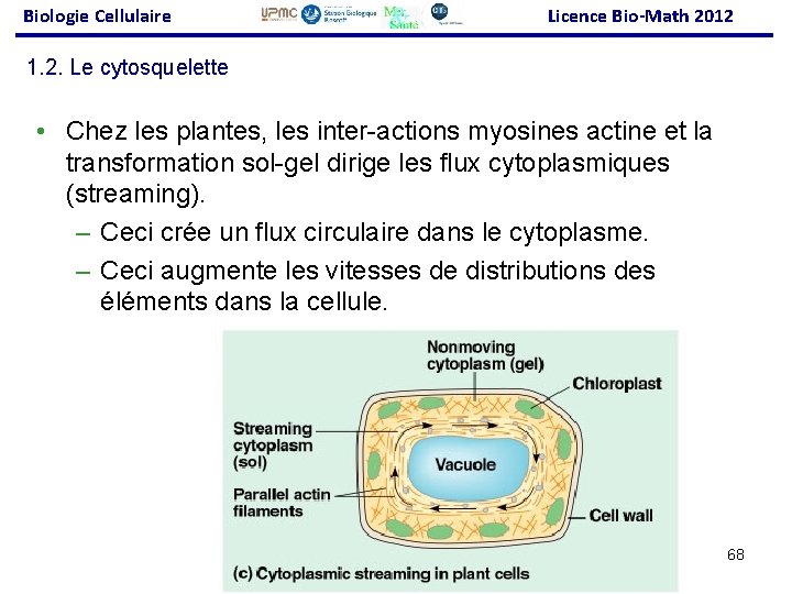 Biologie Cellulaire Licence Bio-Math 2012 1. 2. Le cytosquelette • Chez les plantes, les