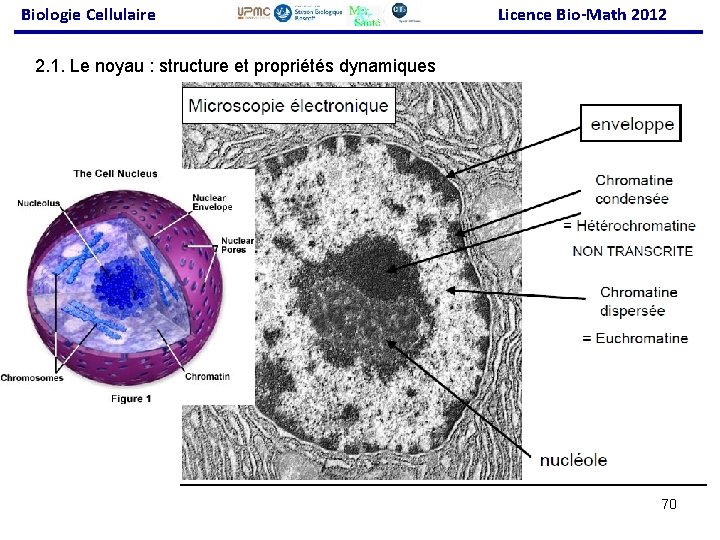 Biologie Cellulaire Licence Bio-Math 2012 2. 1. Le noyau : structure et propriétés dynamiques
