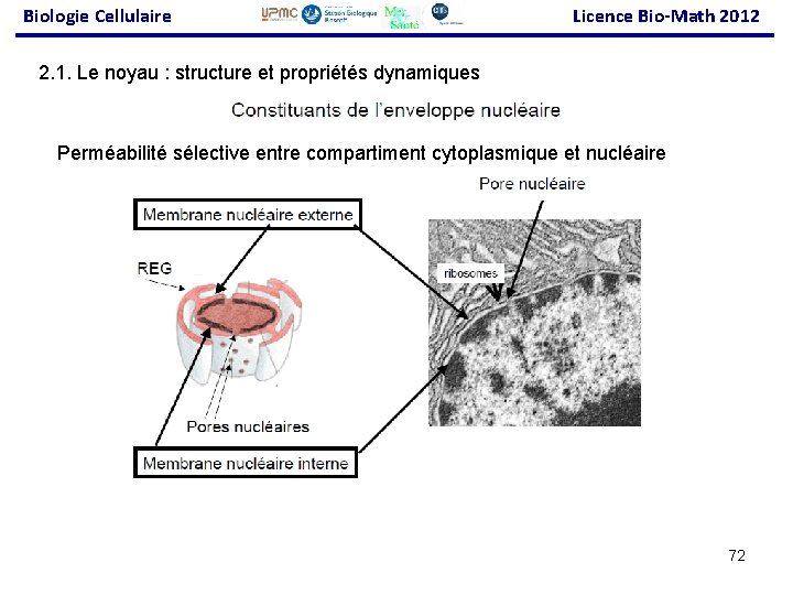 Biologie Cellulaire Licence Bio-Math 2012 2. 1. Le noyau : structure et propriétés dynamiques