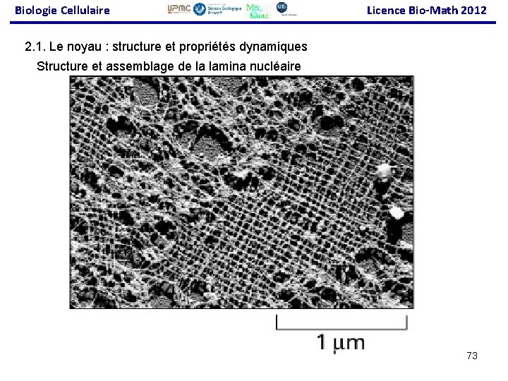 Biologie Cellulaire Licence Bio-Math 2012 2. 1. Le noyau : structure et propriétés dynamiques