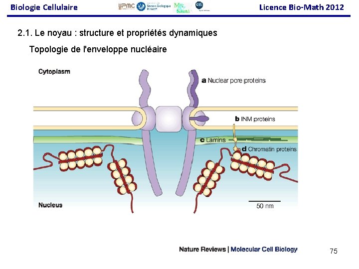 Biologie Cellulaire Licence Bio-Math 2012 2. 1. Le noyau : structure et propriétés dynamiques