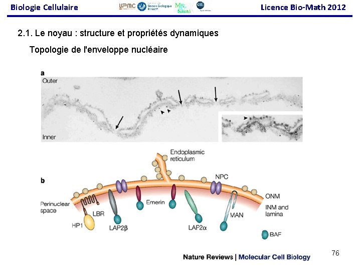 Biologie Cellulaire Licence Bio-Math 2012 2. 1. Le noyau : structure et propriétés dynamiques