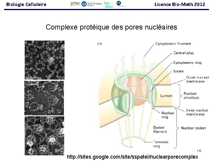 Biologie Cellulaire Licence Bio-Math 2012 Complexe protéique des pores nucléaires 78 http: //sites. google.