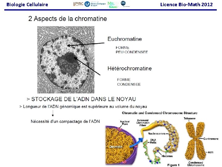 Biologie Cellulaire Licence Bio-Math 2012 79 