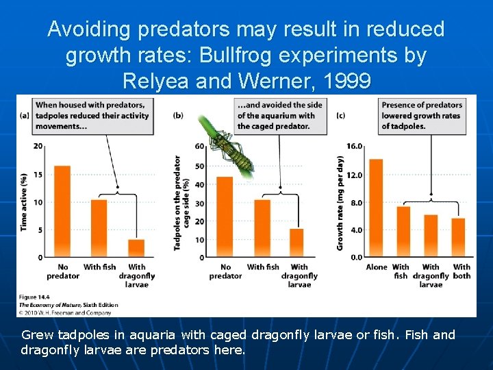 Avoiding predators may result in reduced growth rates: Bullfrog experiments by Relyea and Werner,