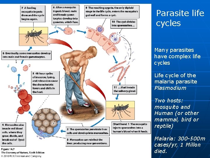 Parasite life cycles Many parasites have complex life cycles Life cycle of the malaria