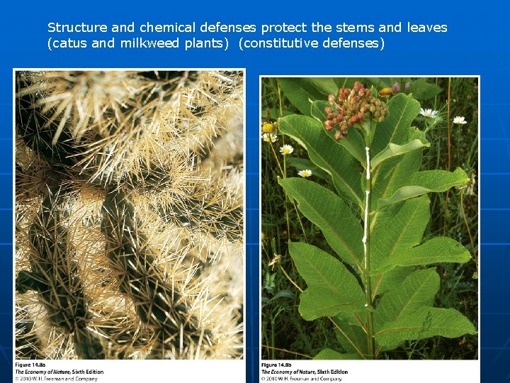 Structure and chemical defenses protect the stems and leaves (catus and milkweed plants) (constitutive