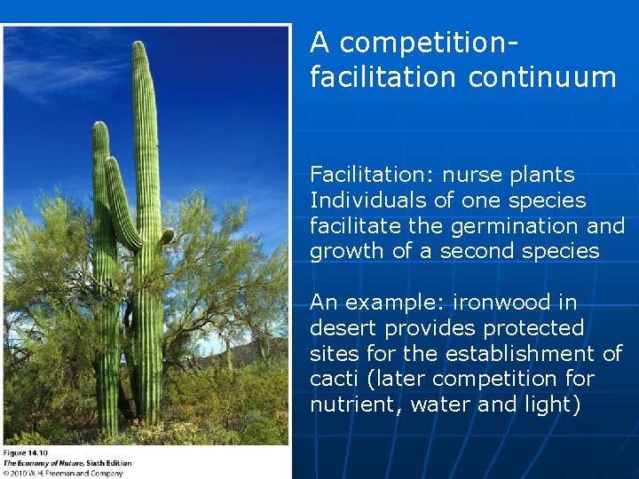 A competitionfacilitation continuum Facilitation: nurse plants Individuals of one species facilitate the germination and