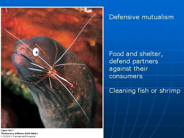 Defensive mutualism Food and shelter, defend partners against their consumers Cleaning fish or shrimp