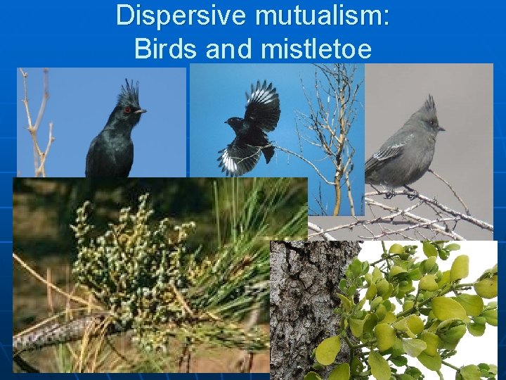 Dispersive mutualism: Birds and mistletoe 