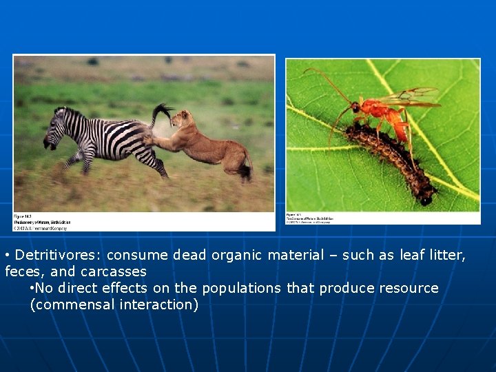  • Detritivores: consume dead organic material – such as leaf litter, feces, and