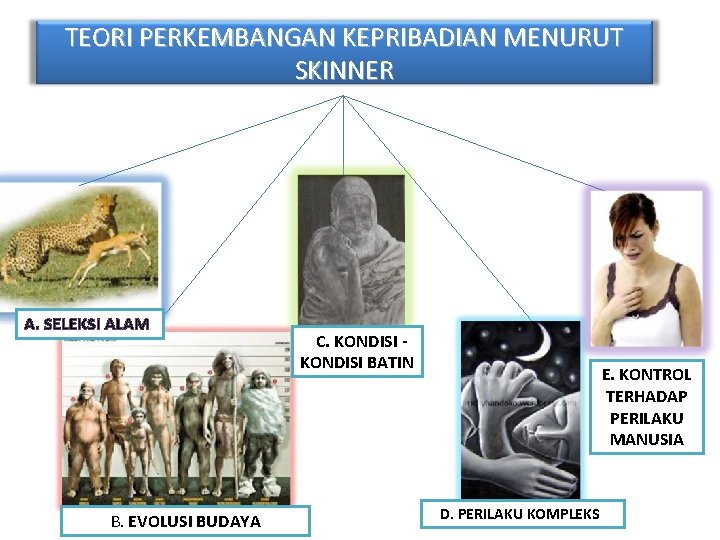 TEORI PERKEMBANGAN KEPRIBADIAN MENURUT SKINNER A. SELEKSI ALAM B. EVOLUSI BUDAYA C. KONDISI BATIN