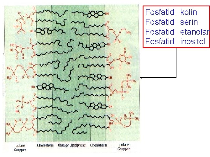Fosfatidil kolin Fosfatidil serin Fosfatidil etanolam Fosfatidil inositol 